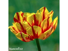 zlutocerveny plnokvety tulipan golden nizza 1