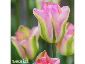 ruzovy tulipan triumph groenland 6