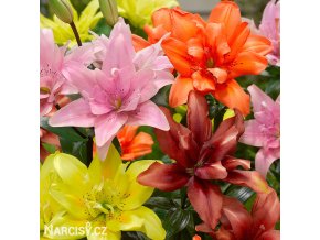 lilie smes plnokvetych asijskych lilii mix 4