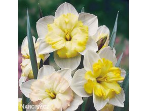 narcis split changing colours 4
