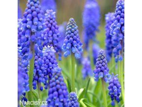 Modřenec Muscari armeniacum 5