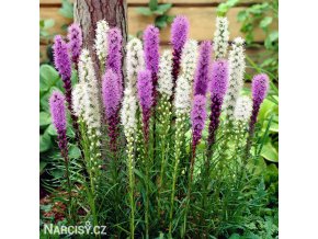 liatris mix suskarda smes 1