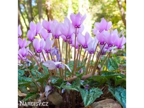 bramborik podzimni cyclamen hederifolium 2