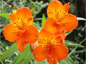 Alstroemeria aurea Orange King 07