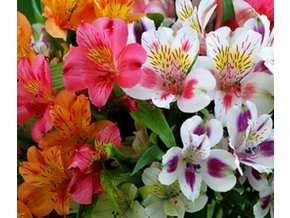 Alstroemeria mix 02