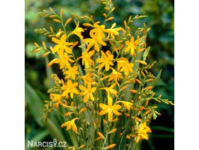 zluta montbrecie crocosmia george davidson 1