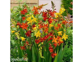 Montbrécie Crocosmie Směs vysokých 1