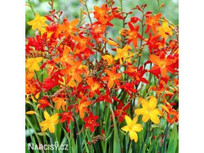 Montbrécie Crocosmie Směs nízkých 1