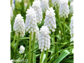 bílý Modřenec Muscari Botryoides Album 1