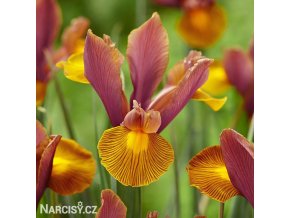 vínový kosatec iris autumn princess hollandica 1
