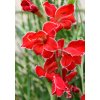 Gladiol Atom 09