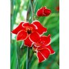 Gladiol Atom 07