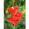Gladiol Atom 08
