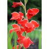 Gladiol Atom 01