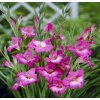 Gladiol Charming lady 02