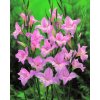Gladiol Charming lady 03