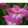 Gladiol Charming lady 01