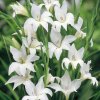 Gladiol The Bride 04