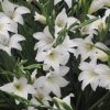 Gladiol The Bride 01