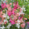 mecik mini smes gladiolus mix 2