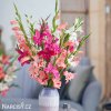 mecik mini smes gladiolus mix 3