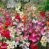 mecik mini smes gladiolus mix 4