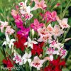 mecik mini smes gladiolus mix 5