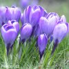 Krokus Grand maitre large flowering 2