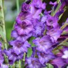 fialovy mecik Gladiol Blue Isle 2