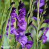 fialovy mecik Gladiol Blue Isle 3