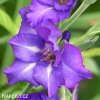 fialovy mecik Gladiol Blue Isle 5