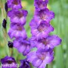 fialovy mecik Gladiol Blue Isle 6