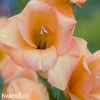 oranzovy mecik Gladiol Esta Bonita 7