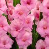 Gladiol Video 02
