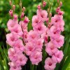 Gladiol Video 01