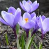 Krokus Grand maitre large flowering 1