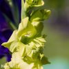 zeleny mecik Gladiol Green Star 5