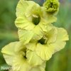 zeleny mecik Gladiol Green Star 1