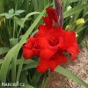 cerveny mecik Gladiol Oscar 4