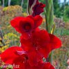 cerveny mecik Gladiol Oscar 5