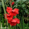 cerveny mecik Gladiol Oscar 6