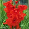 cerveny mecik Gladiol Oscar 7