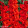 cerveny mecik Gladiol Oscar 1
