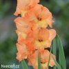 oranzovy mecik Gladiol Ovatie 2