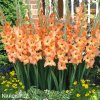 oranzovy mecik Gladiol Ovatie 3