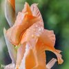 oranzovy mecik Gladiol Ovatie 4