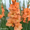 oranzovy mecik Gladiol Ovatie 1