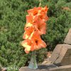 oranzovy mecik Gladiol Peter Pears 3