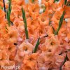 oranzovy mecik Gladiol Peter Pears 4