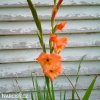 oranzovy mecik Gladiol Peter Pears 5